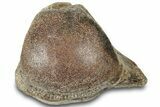 Fossil Mosasaur Vertebra - Texas #320961-2